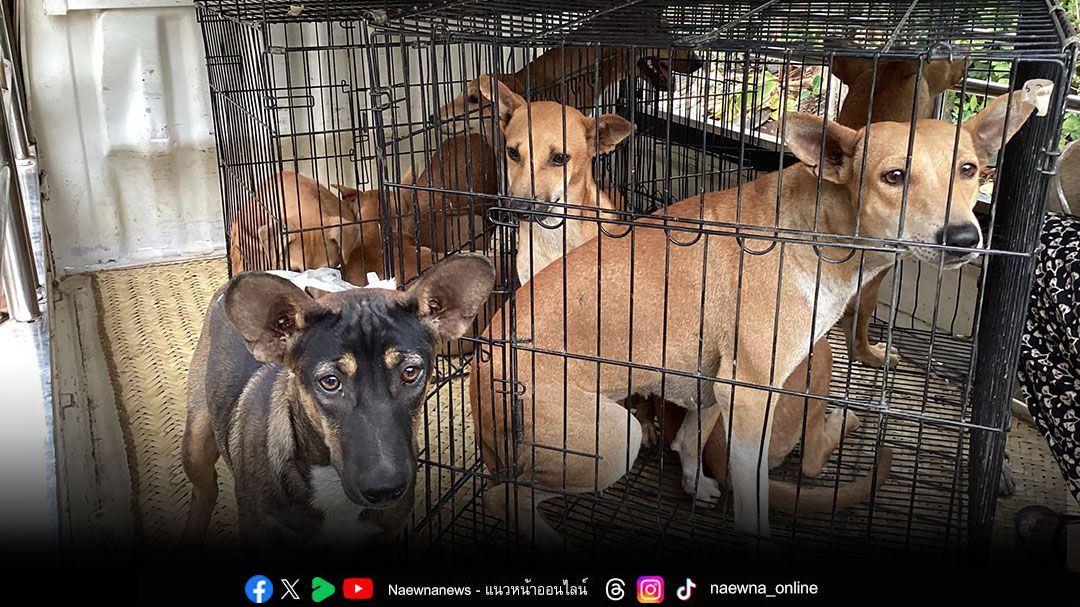 องค์กรพิทักษ์สัตว์แห่งโลกจับมือ Let's Save The Strays, International  เร่งช่วยเหลือสัตว์ในมัณฑะเลย์หลังแผ่นดินไหว