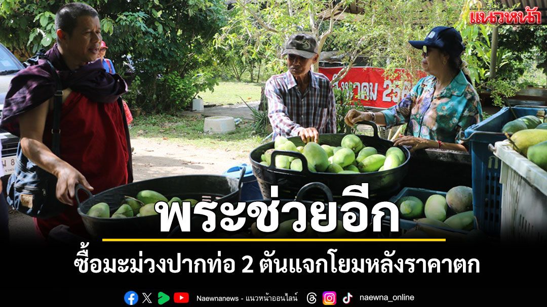 วิกฤตซ้ำเติม! มะม่วงปากท่อส่งออกไม่ได้ราคาดิ่งเหว เจ้าสำนักสงฆ์ยื่นมือซื้อ 2 ตันแจก
