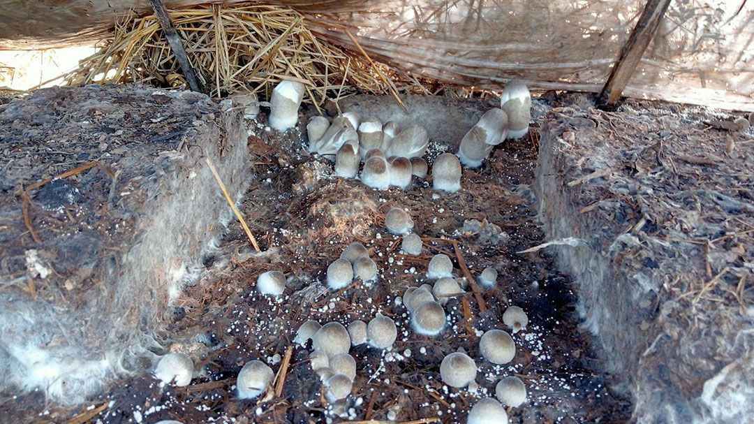 ชาวกาฬสินธุ์‘ปลูกเห็ดฟาง’ลงทุนหลักพันฟันกำไรหลักหมื่น