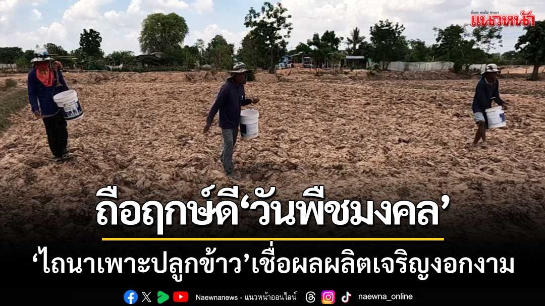 ชาวนาบุรีรัมย์ถือฤกษ์ดี ‘วันพืชมงคล’ เริ่มไถนาเพาะปลูกข้าว-เชื่อผลผลิตเจริญงอกงามดี