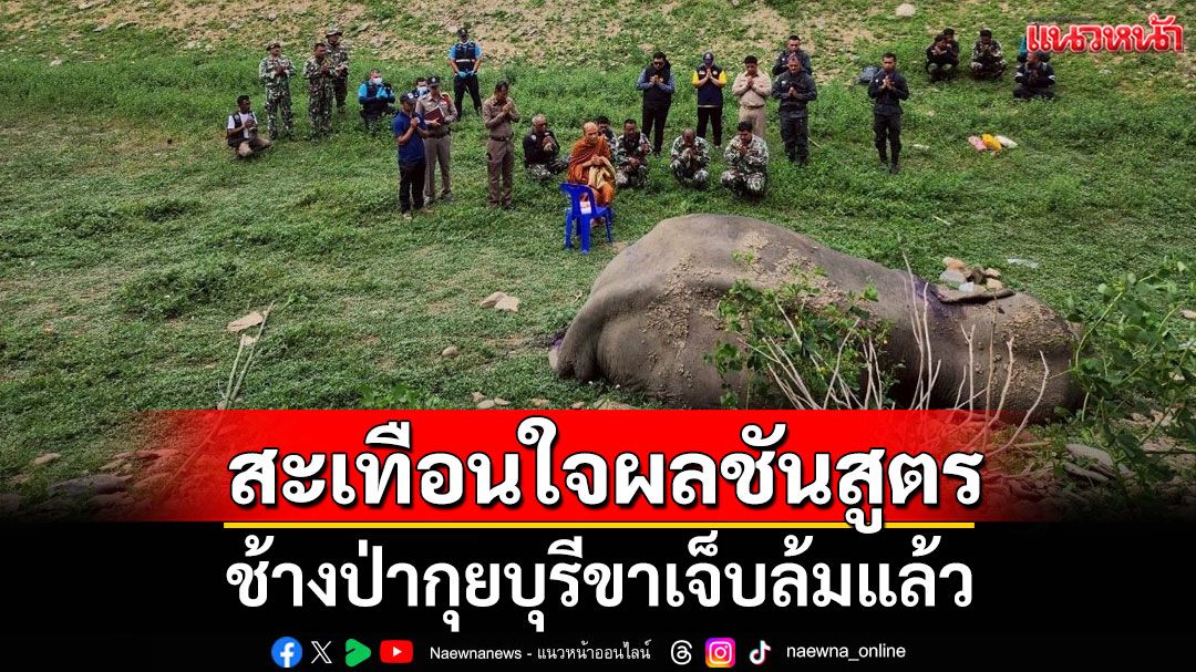 เศร้า! ช้างป่ากุยบุรีขาเจ็บล้มแล้ว สะเทือนใจผลชันสูตร