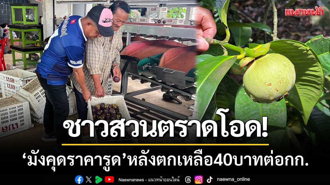 มังคุดราคารูด! ‘ชาวสวนโอดราคาต่ำ’ วอนช่วยหลังราคาตก 40 บาทต่อกก.