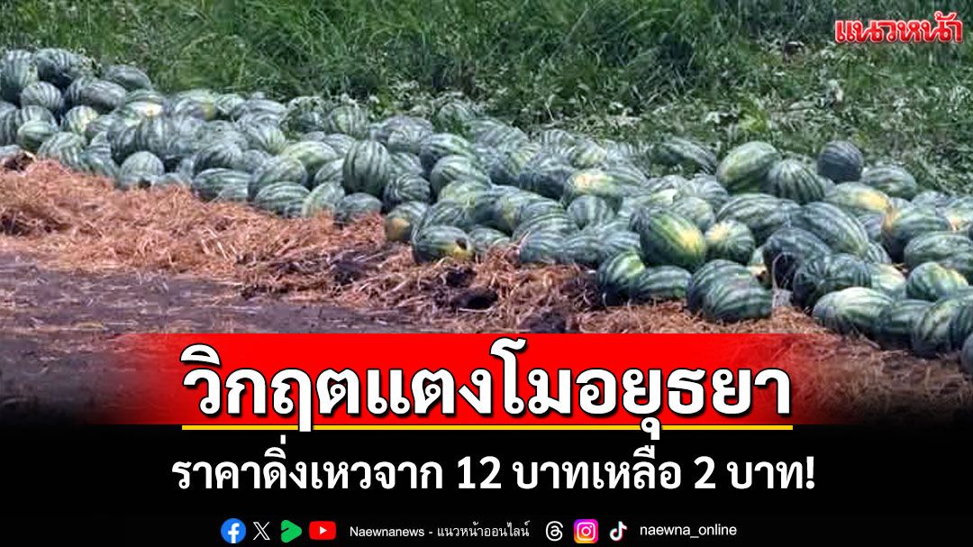 พันตันวิกฤต! แตงโมอยุธยาราคาต่ำสุดในรอบปี เกษตรกรขาดทุนยับ