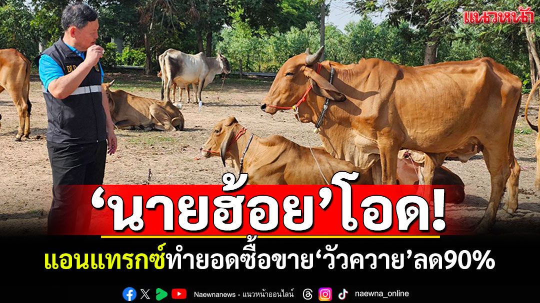 'นายฮ้อย'โอดครวญ! แอนแทรกซ์ระบาด ทำยอดซื้อขาย'วัวควาย'ลดไป 90%