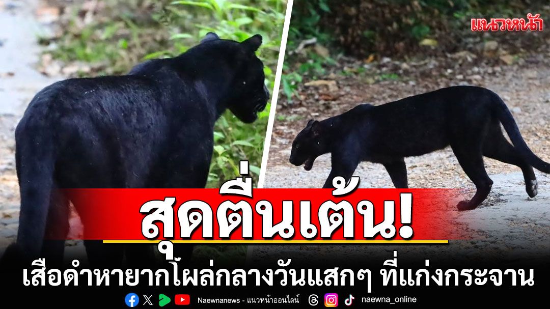 สุดตื่นเต้น! เสือดำหายากโผล่กลางวันแสกๆ ที่แก่งกระจาน