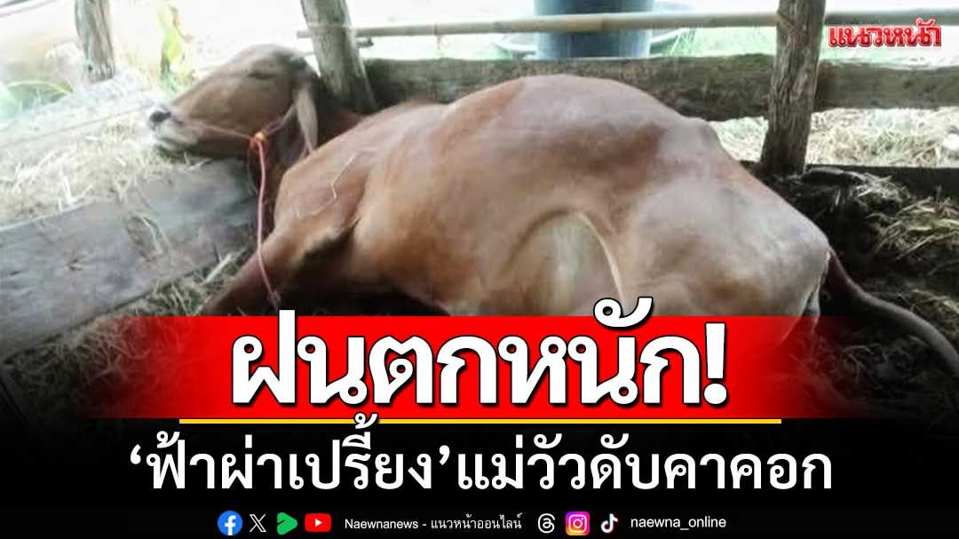อำนาจเจริญฝนตกหนัก! ‘ฟ้าผ่าเปรี้ยง’ แม่วัวดับคาคอก-แผงโซล่าเซลล์เสียหาย