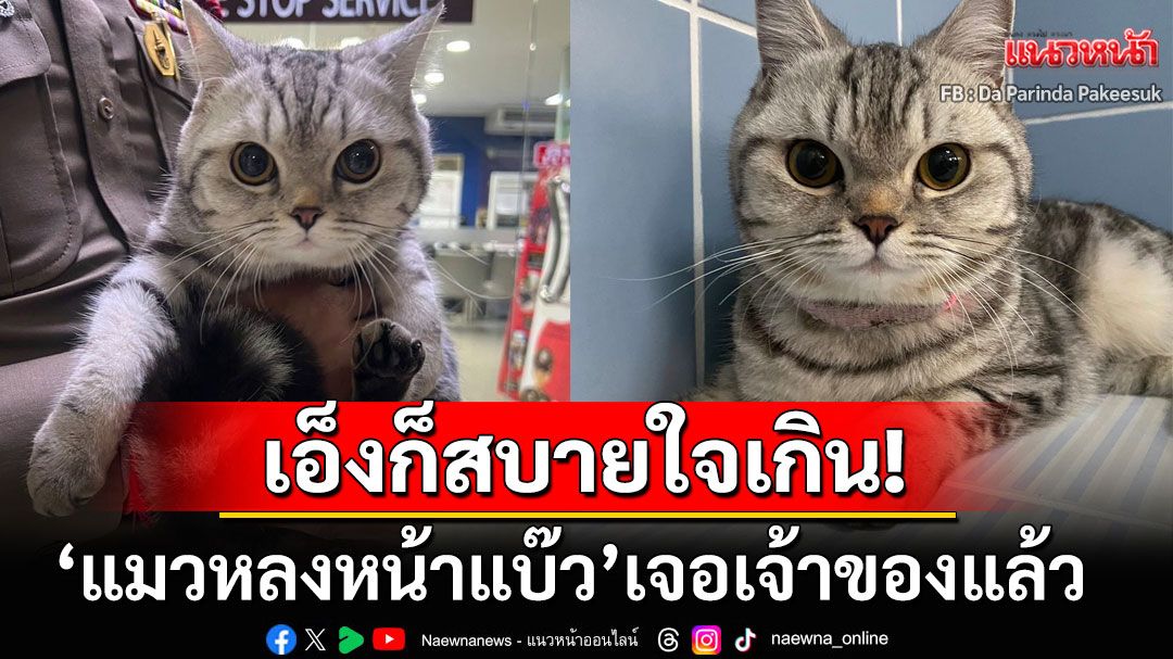 เอ็งก็สบายใจเกิน! 'แมวหลงหน้าแบ๊ว'เจอเจ้าของแล้ว ตร.เตรียมเรียกค่าปรับกับผู้ปกครองข้อหา'พยายามสวบ'