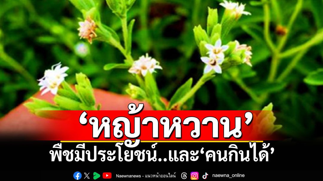 ‘หญ้าหวาน’พืชนี้มีประโยชน์..และ‘คนกินได้’