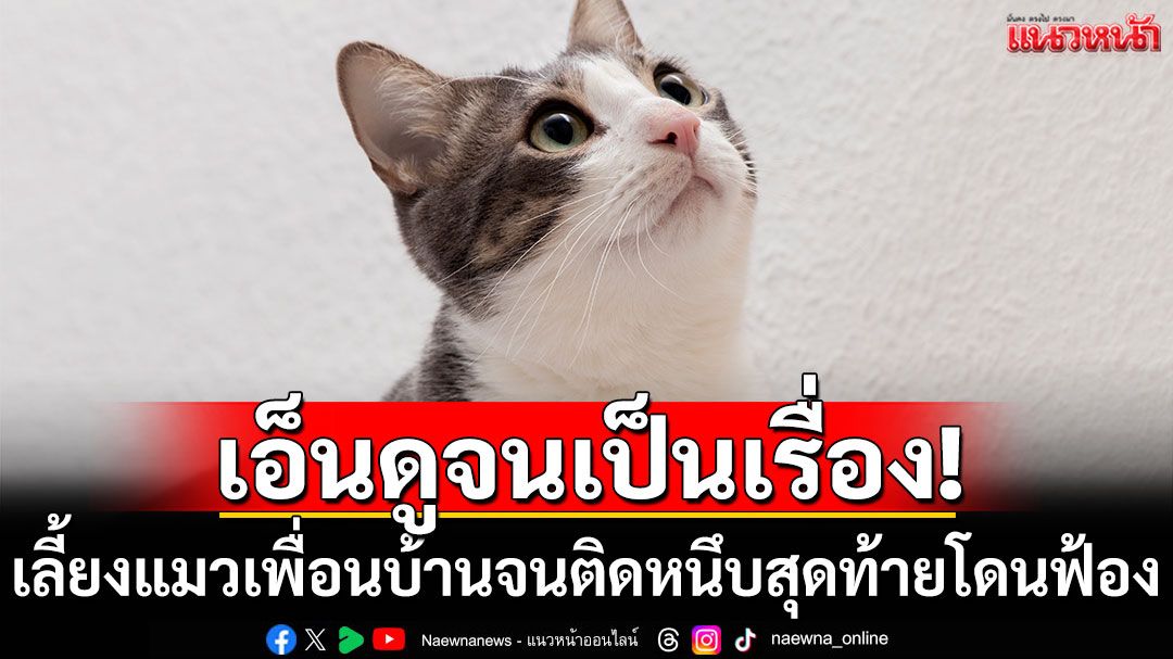 เอ็นดูจนเป็นเรื่อง! คุณยายเลี้ยงแมวเพื่อนบ้านจนติดหนึบ สุดท้ายโดนฟ้อง