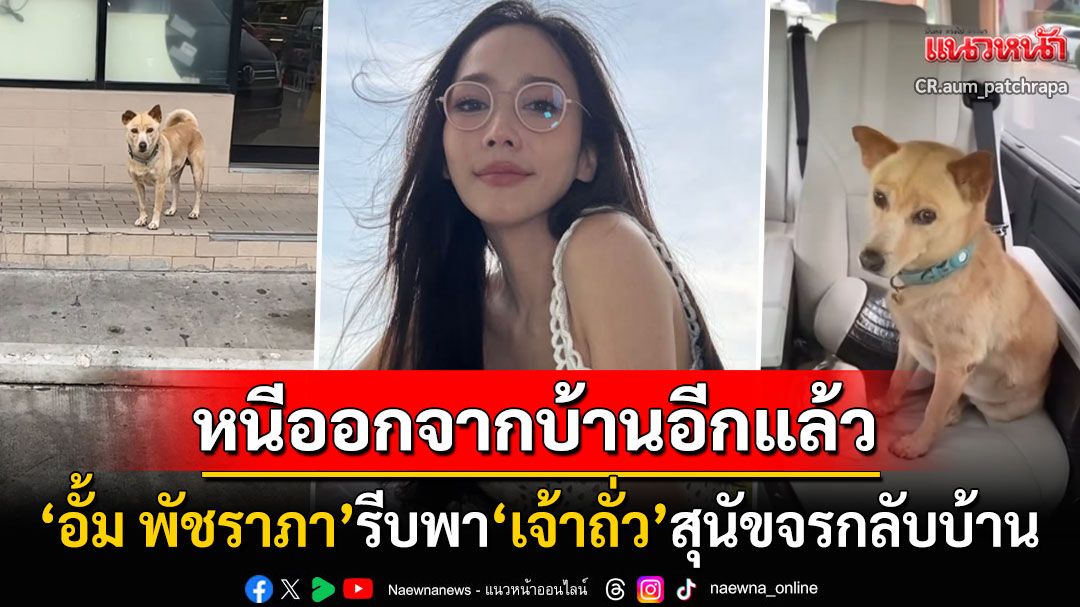 หนีออกจากบ้านอีกแล้ว! 'อั้ม พัชราภา'สุดดีใจเจอ'เจ้าถั่ว'สุนัขจร รีบอุ้มขึ้นรถหรูพากลับบ้าน (คลิป)