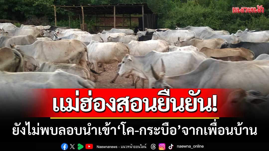ปศุสัตว์แม่ฮ่องสอนยืนยัน! ยังไม่พบการลอบนำเข้า‘โค-กระบือ’จากประเทศเพื่อนบ้าน