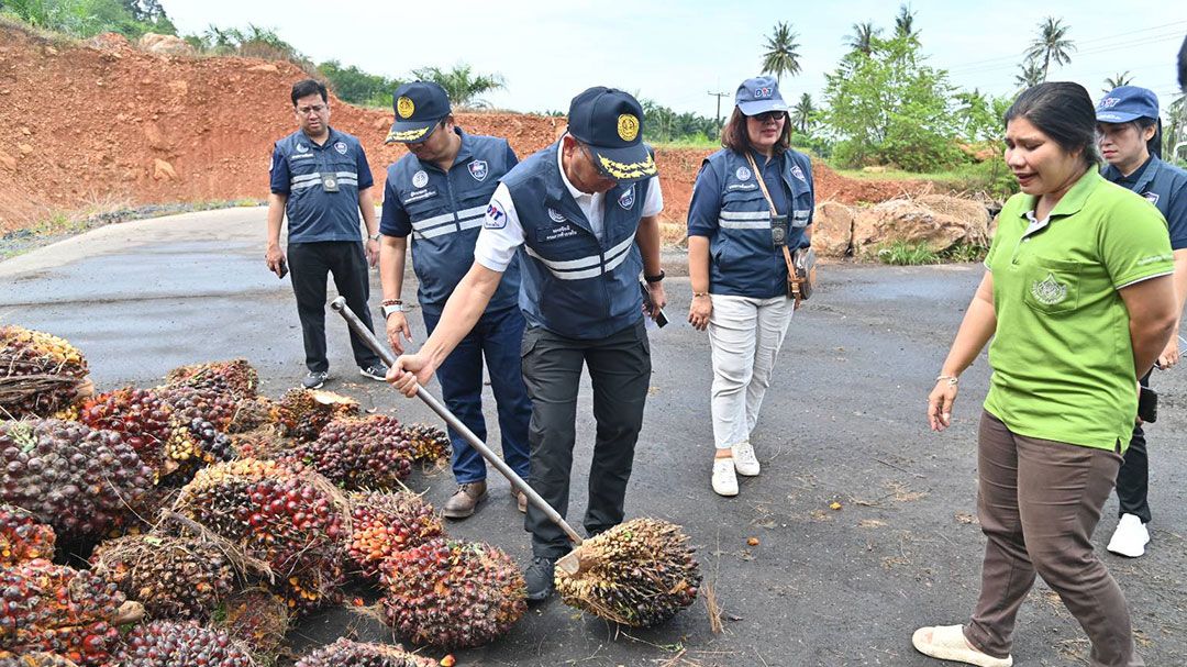 พาณิชย์ ตรวจเข้มจุดรับซื้อปาล์ม 8 จังหวัดใต้ ดันราคารับซื้อผลปาล์มเพิ่มสูงขึ้น