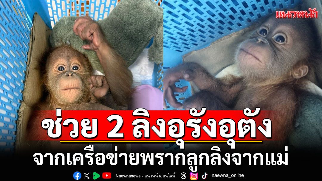 บุกช่วย 2 น้องลิงอุรังอุตัง สัตว์ป่าใกล้สูญพันธุ์ จากเครือข่ายพรากลูกลิงจากแม่