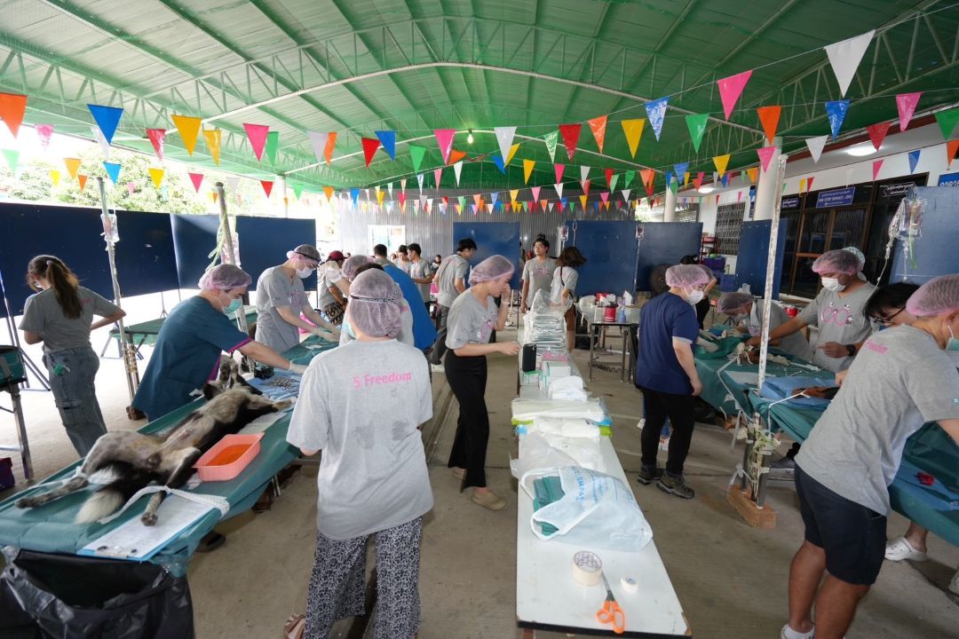 ตะลอนเที่ยว : ทำหมันสุนัขและแมว : ลดจำนวนสัตร์จรจัด