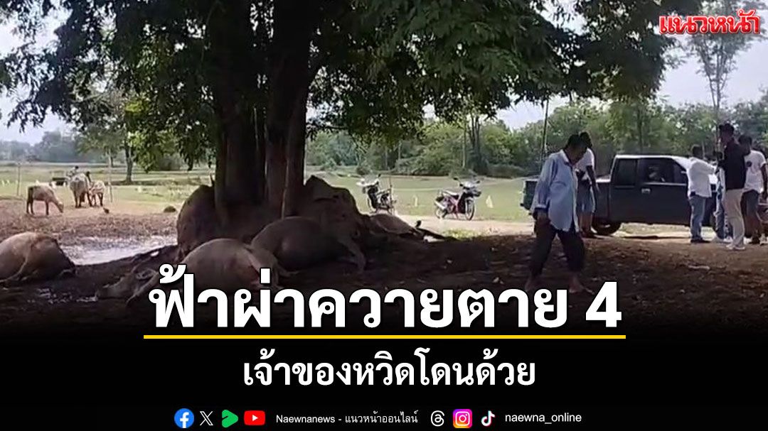 ฟ้าผ่าเปรี้ยง!ควายตาย 4 ตัวมูลค่าเหยียบล้าน เจ้าของเกือบโดนลูกหลง