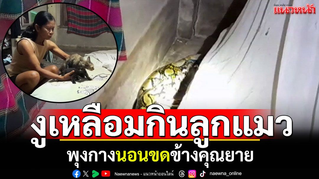 งูเหลือมบุกบ้าน! กินลูกแมวพุงกาง เลื้อยนอนข้างคุณยาย