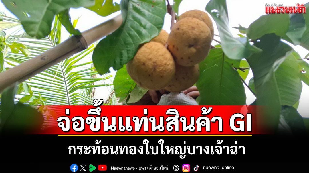 'กระท้อนทองใบใหญ่บางเจ้าฉ่า'จ่อขึ้นแท่นสินค้า GI อ่างทองชูเอกลักษณ์-สร้างรายได้