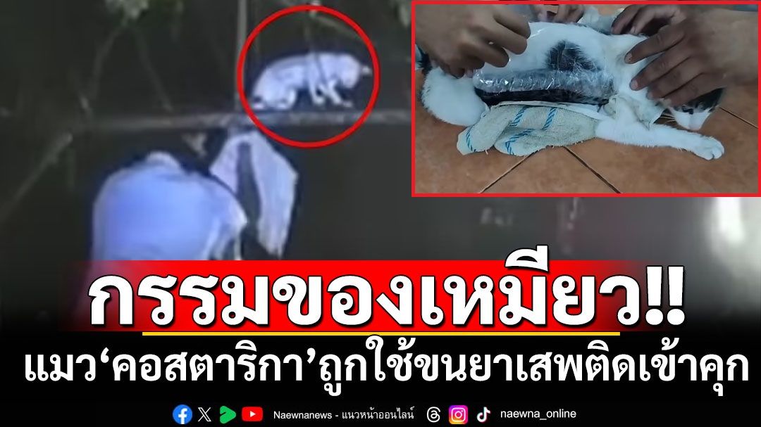 กรรมของเหมียว! เครือข่ายอาชญากรรม‘คอสตาริกา’ใช้‘แมว’ลอบนำยาเสพติดเข้าเรือนจำ