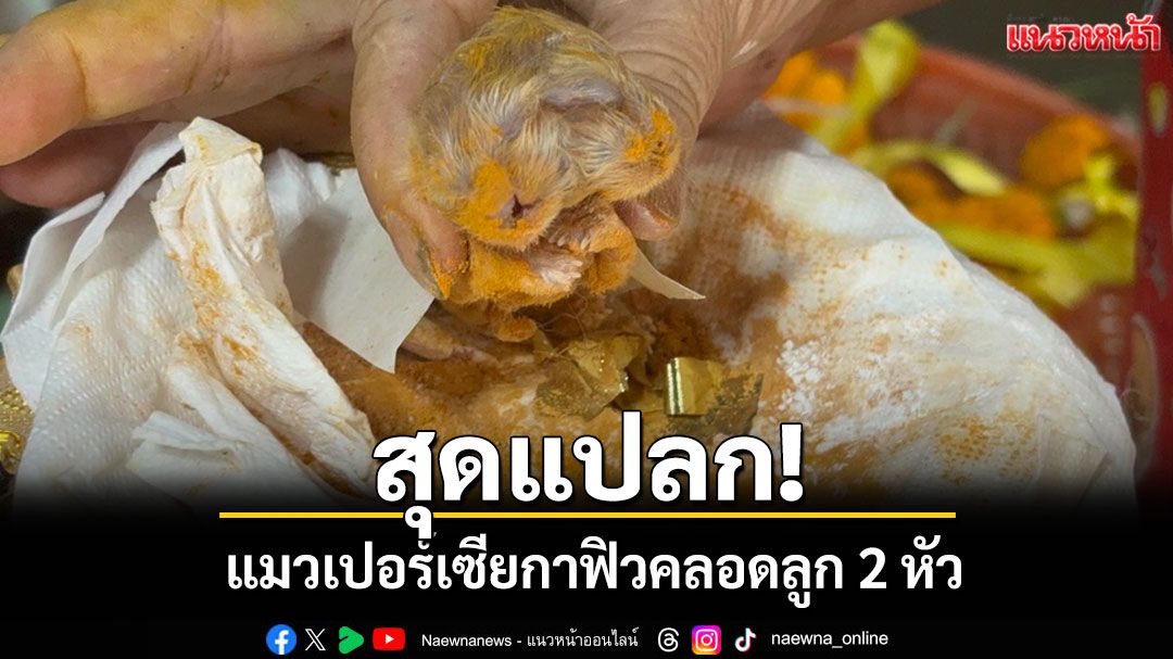 สุดแปลก! แมวเปอร์เซียกาฟิว คลอดลูก 2 หัว แต่น่าเสียดายน้องตายแล้ว