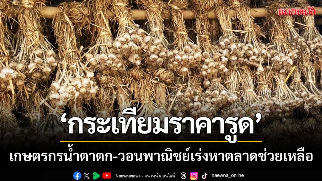 เกษตรกรน้ำตาตก! ‘กระเทียมราคารูด’ วอนพาณิชย์เร่งหาตลาดช่วยเหลือ