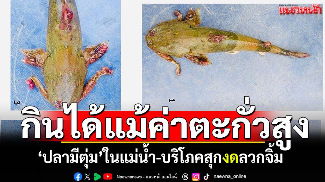 ประมงเชียงรายยัน! ปลามีตุ่มบริโภคได้แม้ค่าตะกั่วสูง ทำสุกเท่านั้น-งดลวกจิ้ม