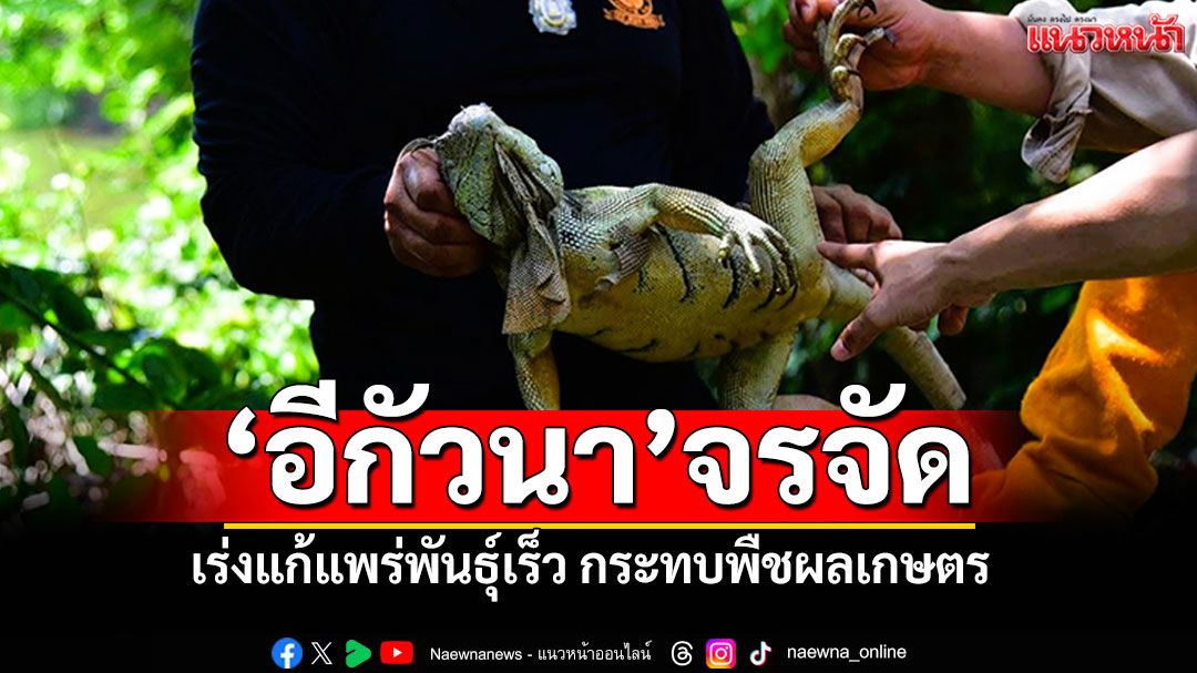 กรมอุทยานฯเร่งแก้! ปัญหา'อีกัวนา'จรจัดลพบุรี แพร่พันธุ์เร็ว-กระทบพืชผลเกษตร