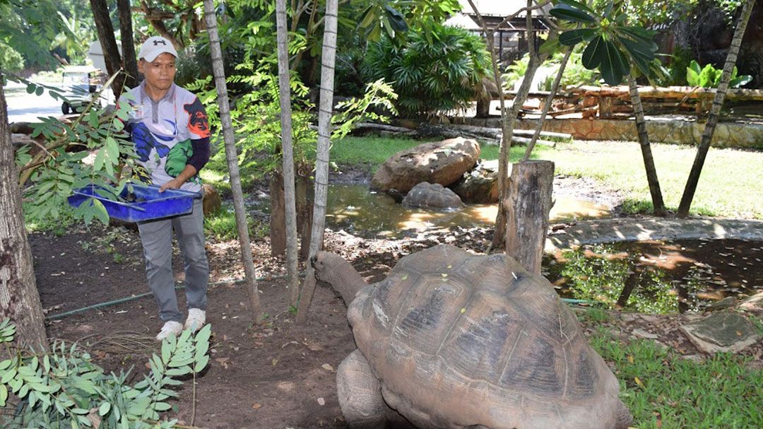 สวนสัตว์โคราชมีสัตว์เกิดใหม่ ลูกเต่าอัลดาบรา11ตัวสุดน่ารัก