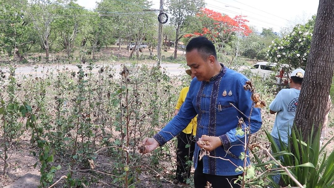 รองผู้ว่าฯเลย ปลูกฝ้ายแนวคิดใหม่แก้ปัญหาช้างป่าภูหลวงบุกรุก