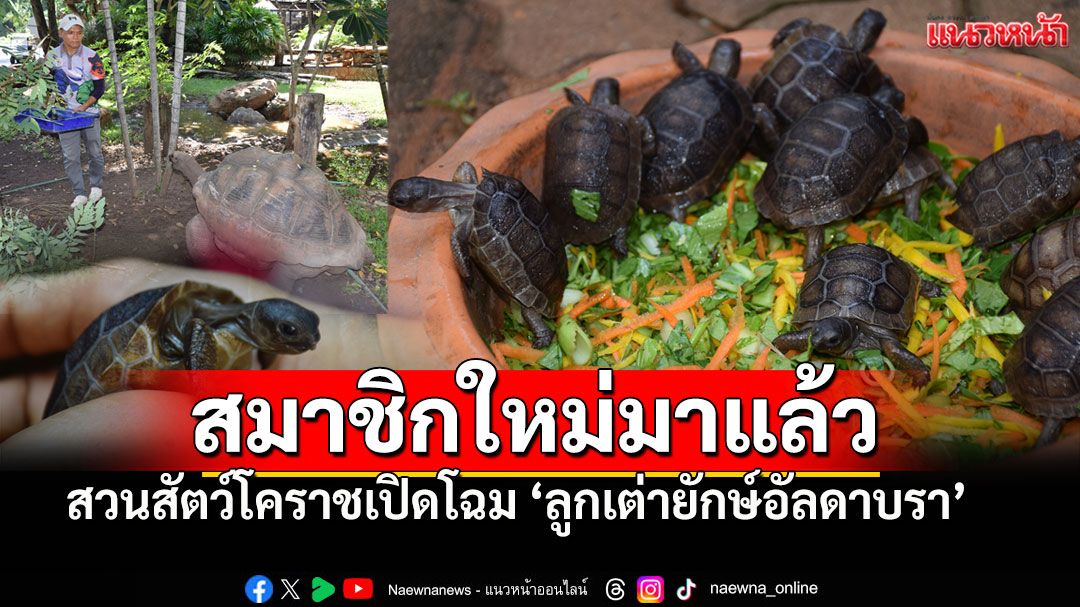 สวนสัตว์โคราชเฮลั่น! ต้อนรับลูกเต่ายักษ์อัลดาบรา11ตัว เตรียมอวดโฉมนักท่องเที่ยว