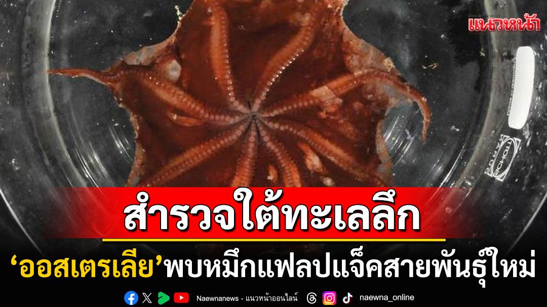 ออสเตรเลียพบ'หมึกแฟลปแจ็ค'สายพันธุ์ใหม่ ขณะสำรวจหุบผาชันใต้ทะเลลึก