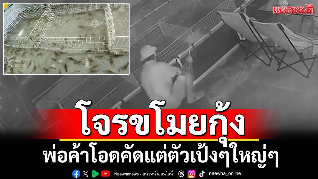 คัดแต่ตัวเป้งๆใหญ่ๆ โจรขโมยกุ้งสด ตักไป10โลเสียหายเกือบ5พันบาท