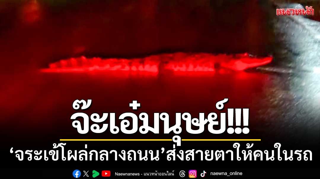 จ๊ะเอ๋มนุษย์! ‘จระเข้โผล่กลางถนน’ ส่งสายตาให้คนในรถ-จนท.เร่งตามตัว