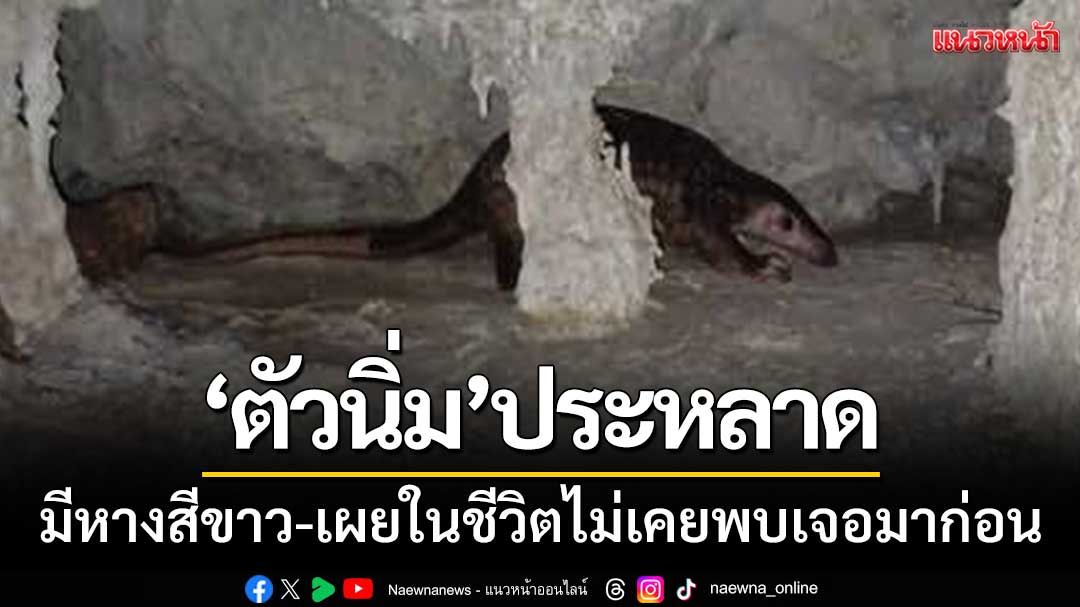 ถึงกับอึ้ง! ‘ตัวนิ่มประหลาด’ มีหางสีขาว-เผยในชีวิตไม่เคยพบเจอมาก่อน