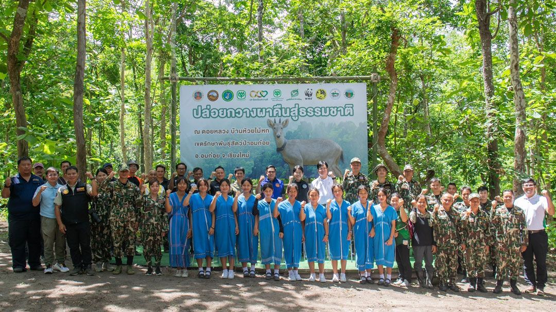 ซีพี จับมือกรมอุทยานฯ ปล่อยกวางผา คืนสู่ป่าอมก๋อย