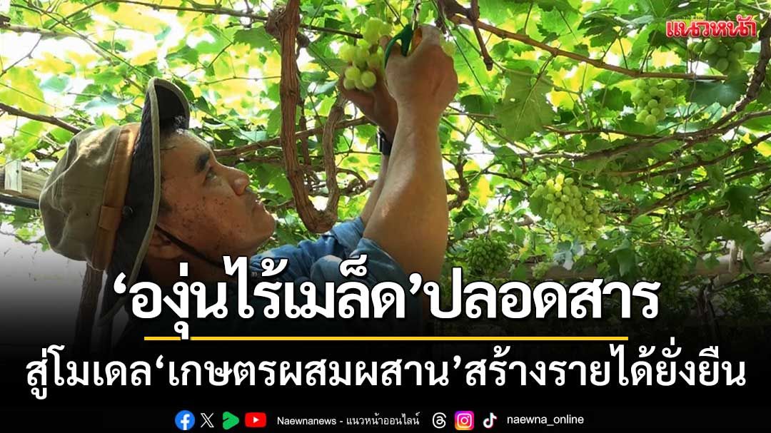 ‘องุ่นไร้เมล็ด’ปลอดสารพิษ สู่โมเดลเกษตรผสมผสาน-สร้างรายได้ยั่งยืน