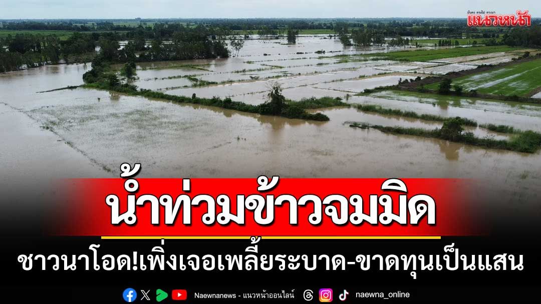 สุโขทัยระทม! ‘น้ำท่วมข้าวจมมิด’ โอดเพิ่งเจอเพลี้ยระบาด-ขาดทุนเป็นแสน