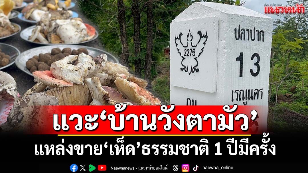 อยากได้ของแท้ต้องแวะมา‘บ้านวังตามัว’ แหล่งจำหน่าย‘เห็ด’ธรรมชาติ 1 ปีมีครั้งเดียว