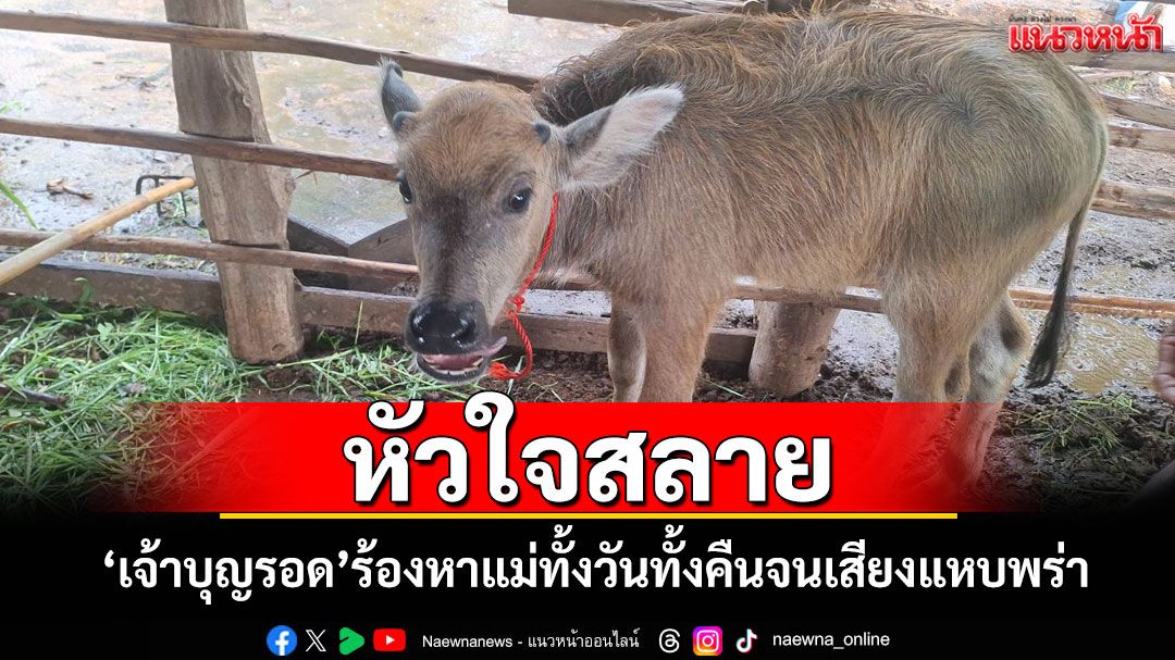 หัวใจสลาย! 'เจ้าบุญรอด'ลูกควายน้อยรอดตายจากกองเพลิง ร้องหาแม่ทั้งวันทั้งคืน