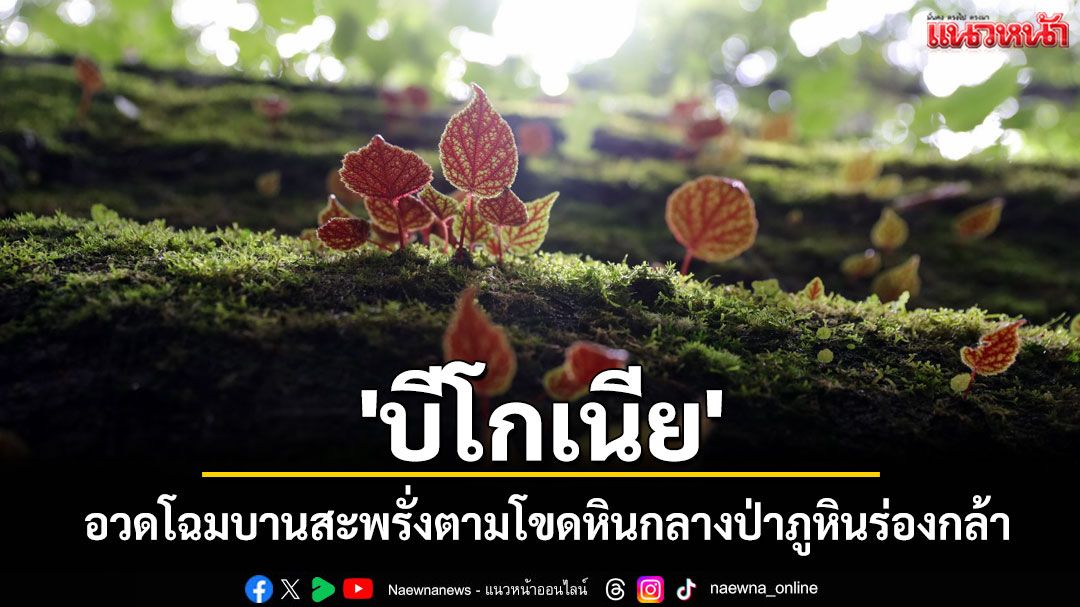 บีโกเนียบานแล้ว! ภูหินร่องกล้าชวนสัมผัสความงามดอกไม้ป่าหน้าฝน ชุ่มฉ่ำท่ามกลางไอหมอก