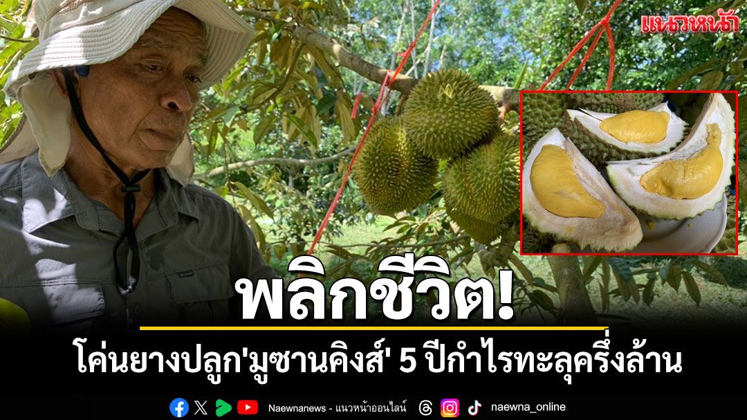 เกษตรกรตรังโค่นยางปลูก 'ทุเรียนมูซานคิงส์' 4 ไร่ 5 ปีเก็บขาย สร้างยอดวันละหมื่น!