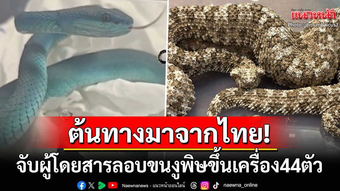 อินเดียจับผู้โดยสารลักลอบขนงูพิษ44ตัวขึ้นเครื่อง พบต้นทางมาจากประเทศไทย