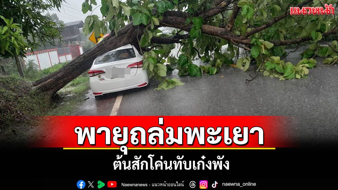 พายุถล่มพะเยา! ต้นสักโค่นทับเก๋งยุบ โชคดีไร้เจ็บ เตือนประชาชนระวัง!