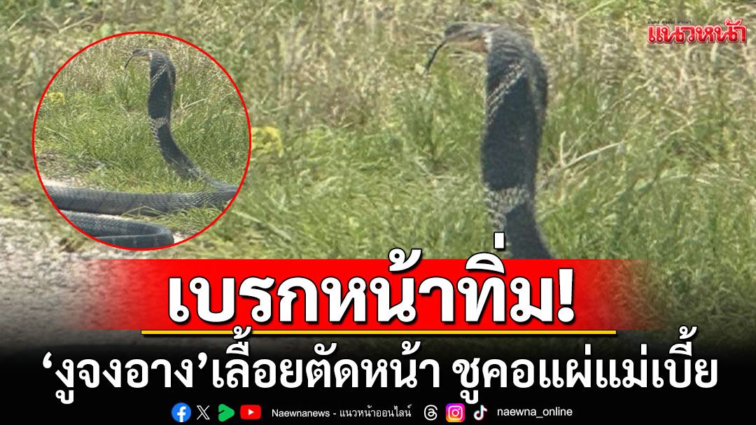เบรกแทบไม่ทัน! สาวขับรถช็อก เจอ'งูจงอาง'เลื้อยตัดหน้า ชูคอแผ่แม่เบี้ย