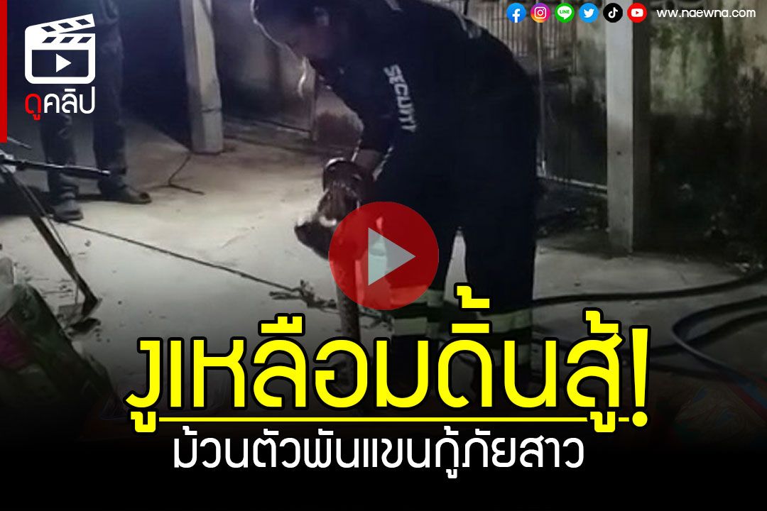 (คลิป) จับงูเหลือม! เลื้อยซุกขื่อบ้าน ดิ้นสู้ม้วนตัวพันแขนกู้ภัยสาว