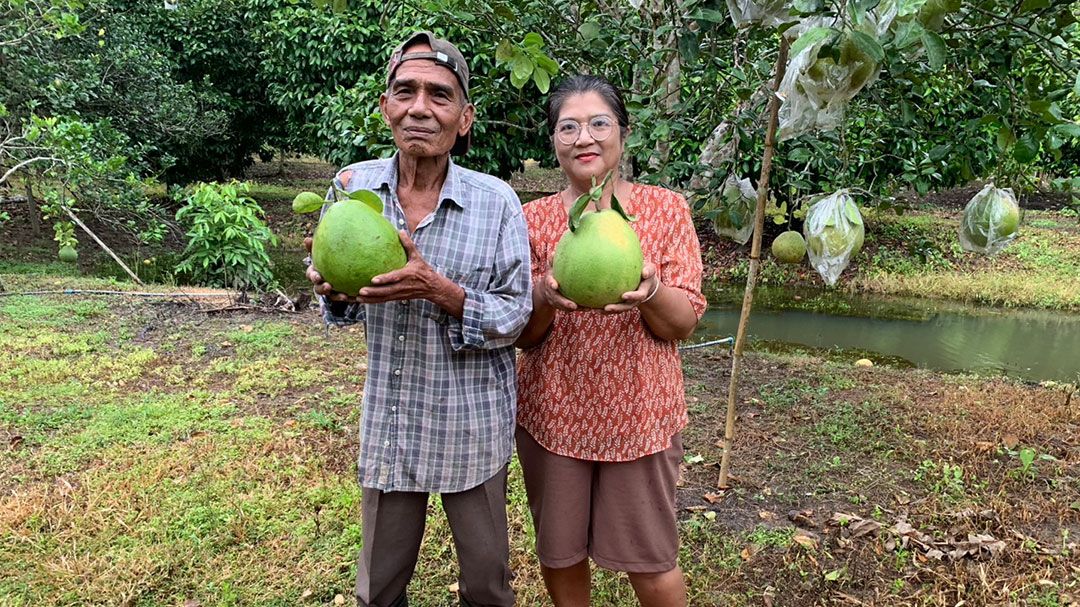 คุณตาวัย77ปี ปลูกส้มโอ4สายพันธุ์บนเนื้อที่8ไร่ ทั่วภาคใต้แห่ซื้อถึงสวน