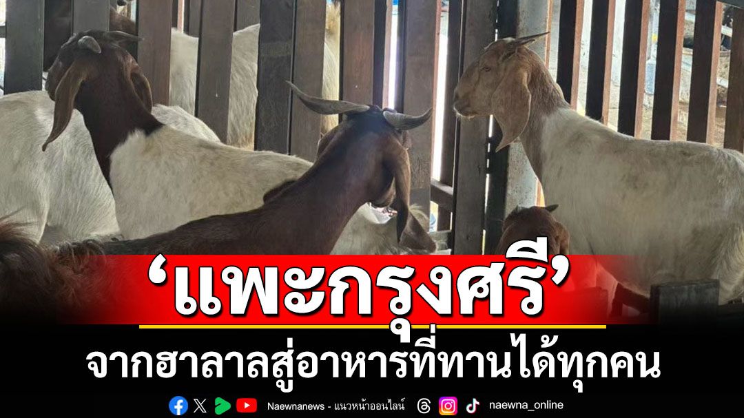 ‘แพะกรุงศรี’จากฮาลาล สู่อาหารที่ทานได้ทุกคน