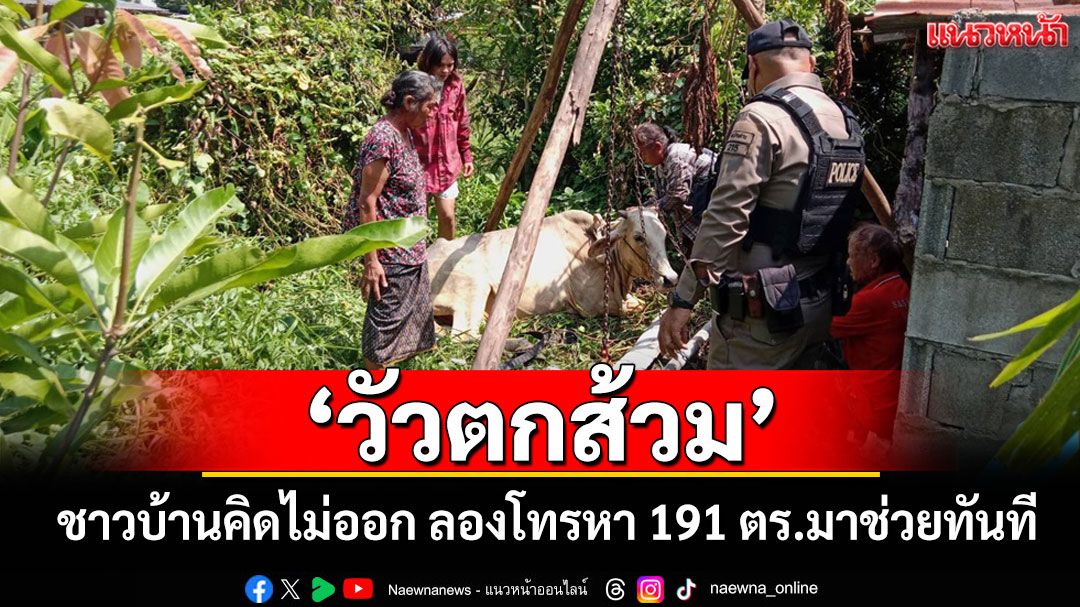 'วัวตกส้วม' ชาวบ้านคิดหาทางช่วยไม่ออก ลองโทร 191 บอกตำรวจบุรีรัมย์รีบมาช่วยทันที
