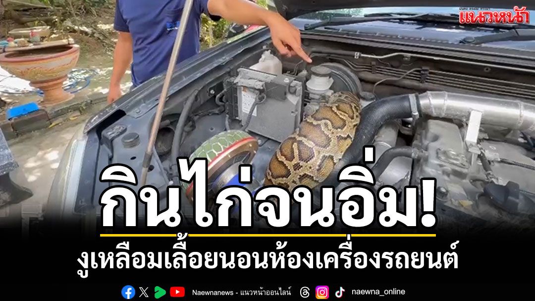 อิ่มแล้วก็ง่วง! งูเหลือมเขมือบไก่พุงกาง เลื้อยนอนห้องเครื่องรถระบะ