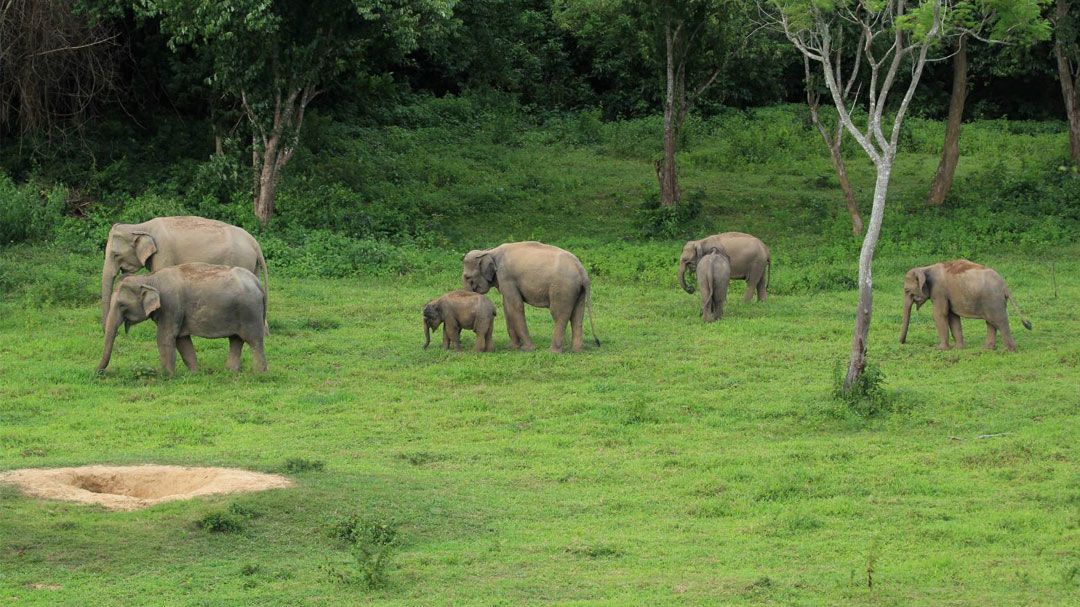 WWF ร่วมมือกับ Agoda สร้างโมเดล Eco Deals …1 ดอลล่าร์ช่วยชีวิตช้างและสร้างทางรอดให้ชุมชน