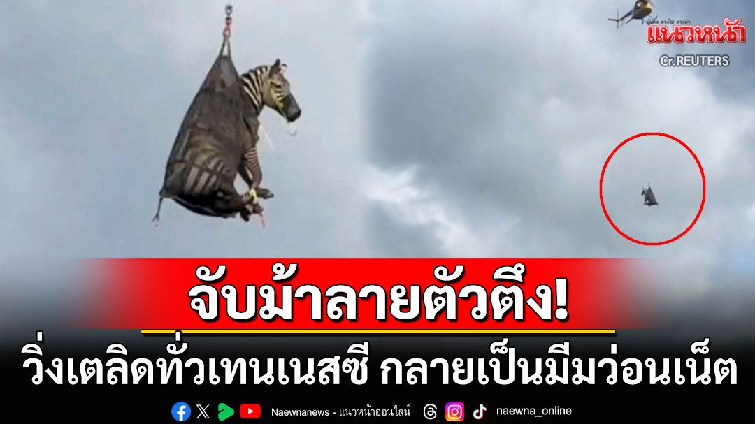 หมดฤทธิ์! ม้าลายจอมดื้อวิ่งเตลิดทั่วรัฐเทนเนสซี ถูกหิ้วขึ้นฮ.หมุนติ้วกลางอากาศกลับบ้าน (คลิป)